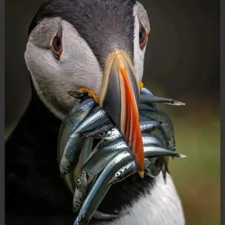 Tory Island 1-bed Sleeps 4 Parking & Seaview Appartamento *