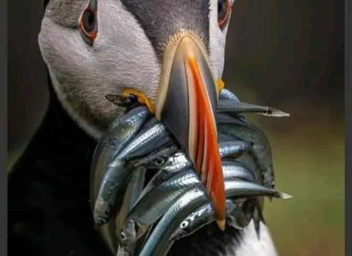 Tory Island 1-bed Sleeps 4 Parking Sea View Apartment *